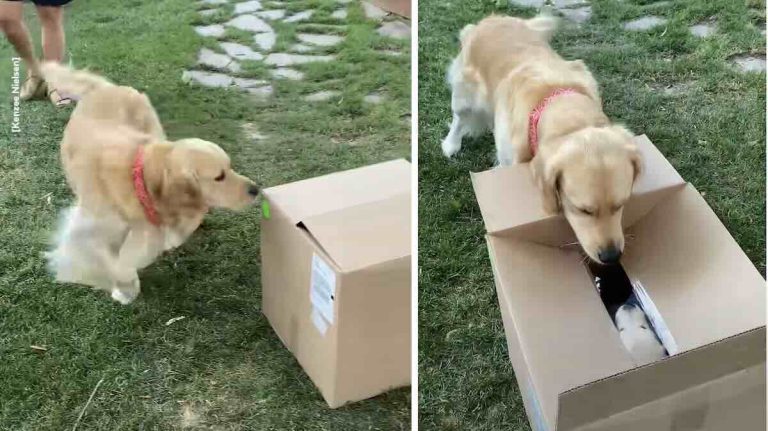 Goldie meets pup