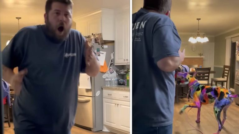 husband reacts to colorful great dane