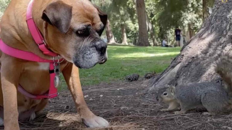 senior dog makes friends with squirrels