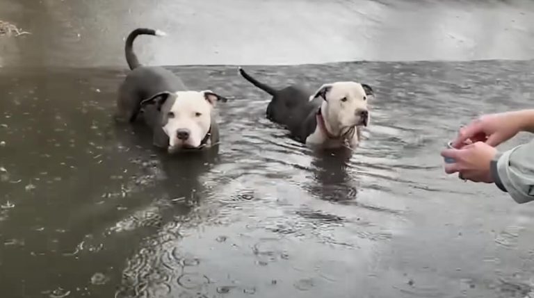 pitties rescued from flooding canal