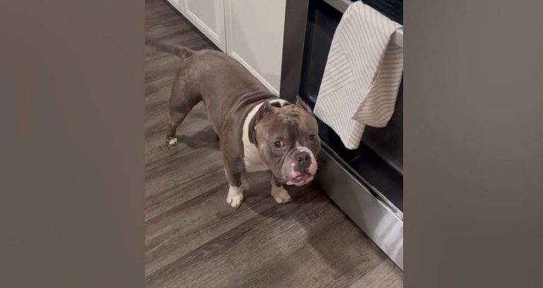 mischievous pittie steals towel
