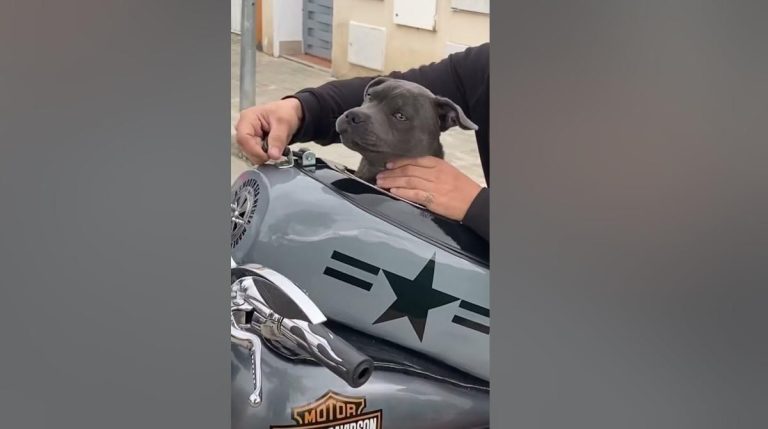 staffie puppy on motorbike