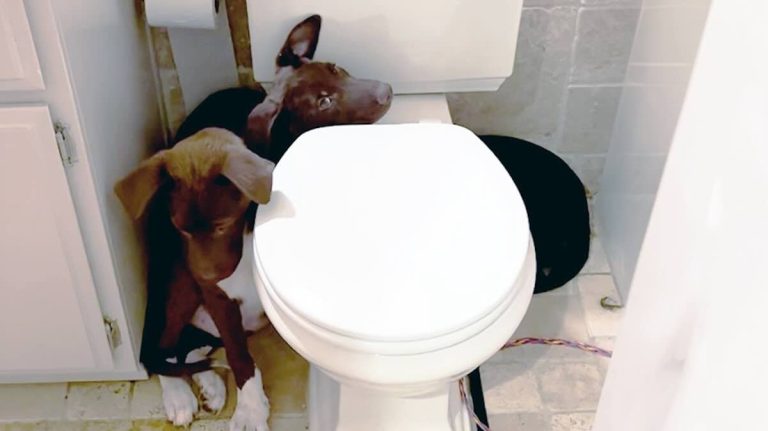 Shelter Puppies Huddle Behind Toilet Until They Learn to Trust Humans