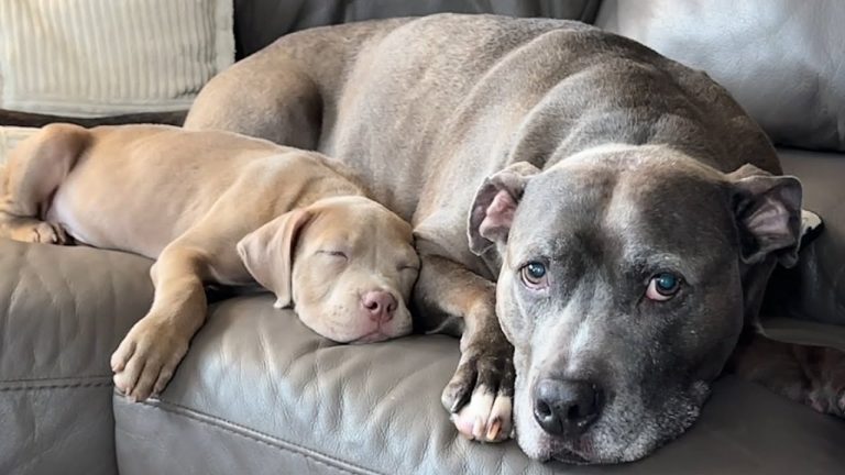 River the dog looks after orphaned puppies