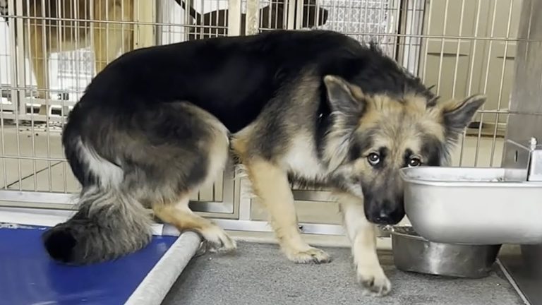Terrified Dog Breathes A Sigh of Relief The Moment She Leaves Shelter Kennel