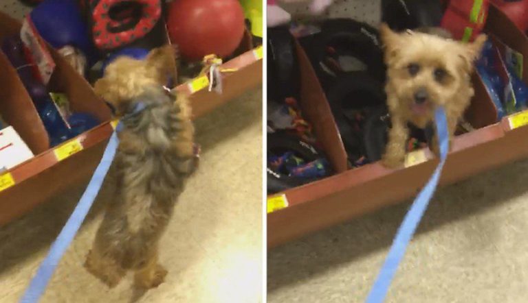 Senior Dog Freed From Puppy Mill Picks Out Her Very First Toy