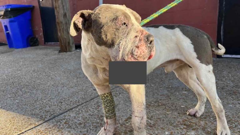 Severely Injured Dog Soaking Up Love After Being Found Tied To Dumpster