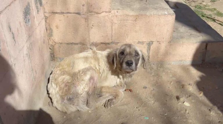 Old Dog Left Outside And Forgotten Is Unrecognizable A Year Later