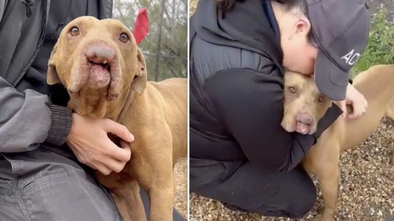 Spiderman dog rescued