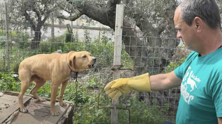 Takis rescues chained dog