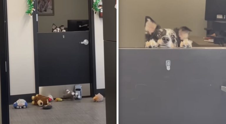 Tellen at Nebraska Humane Society