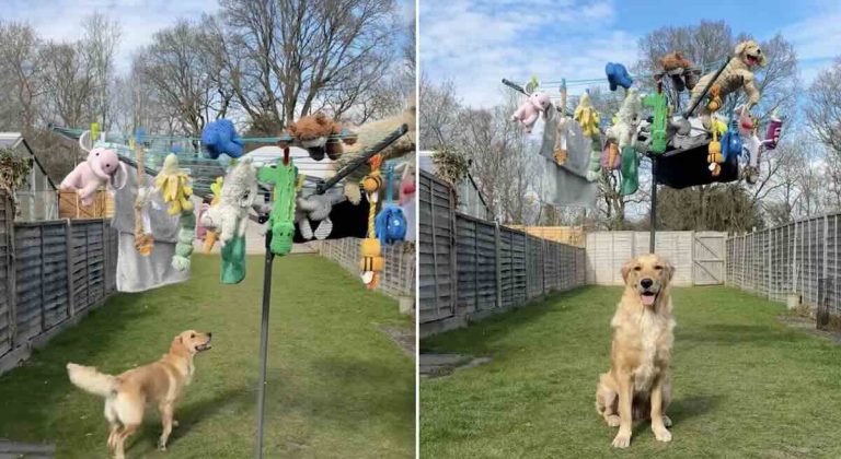 dog's toys on clothesline