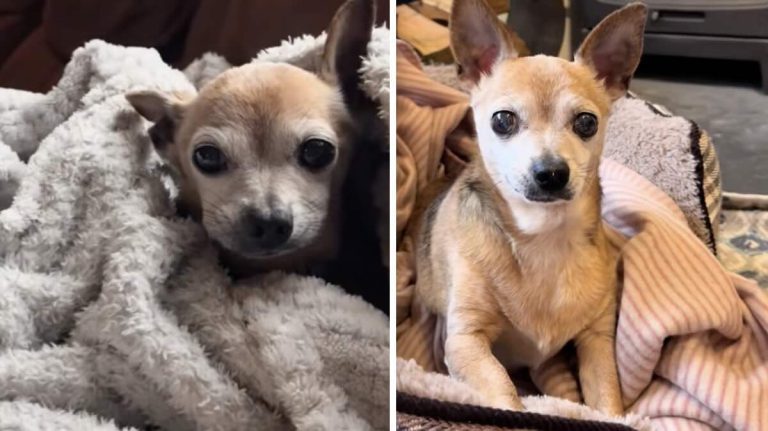 senior chihuahua transforms after adoption