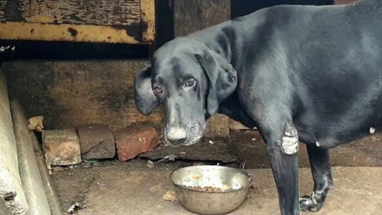Vera elderly dog rescued