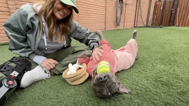 burned dog reunites with one of her favorite people
