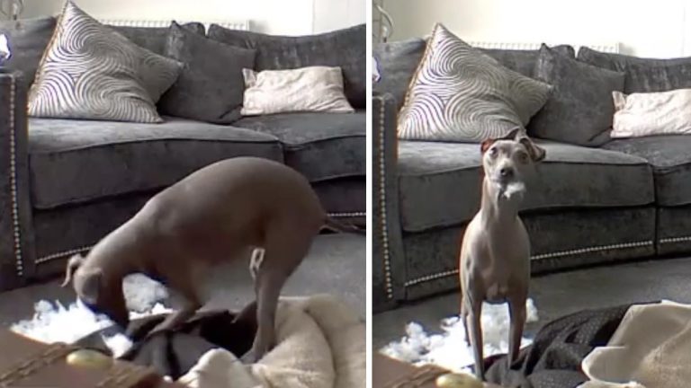 Italian Greyhound Gets Busted Destroying Bed. Watch His Hilarious Response