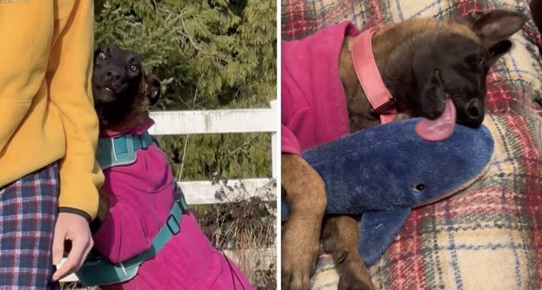 Abused Belgian Malinois Experiences Love For The First Time