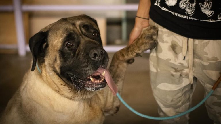 Overlooked Mastiff Spends 9 Months in Shelter Before Finding Her ‘Unicorn Home’