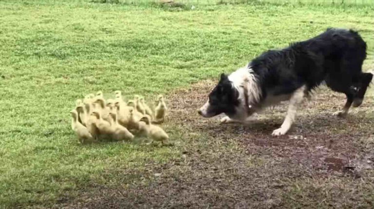 border collie herds ducklings