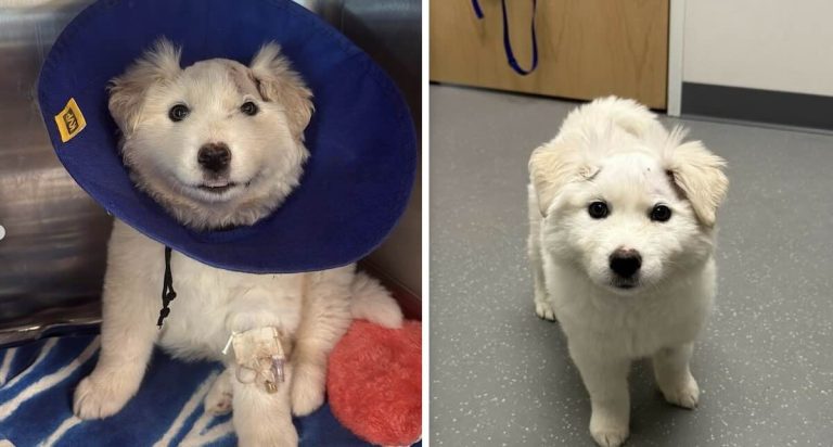 puppy healing from head wound