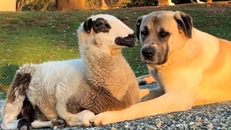 Rejected Lamb Finds an Unlikely Best Friend in Guardian Dog