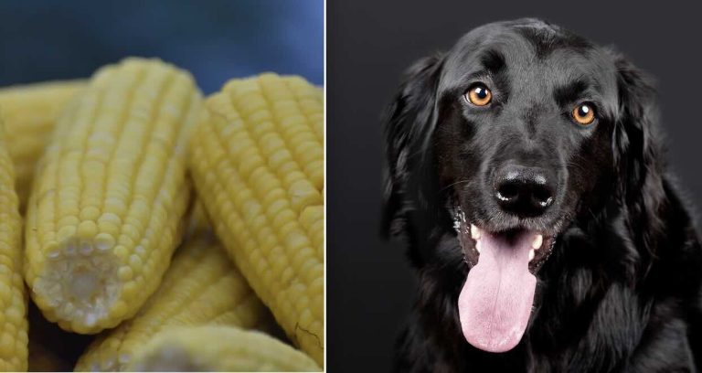 corn cobs and dog