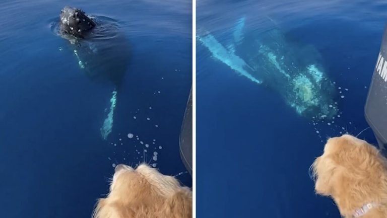 dog sees whale