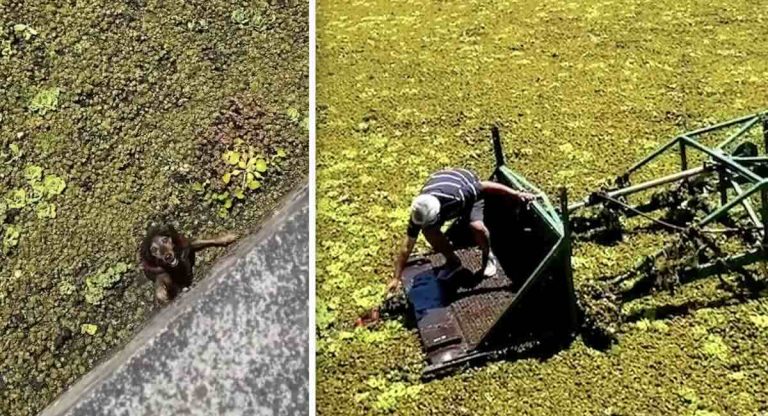 dog rescued by harvester