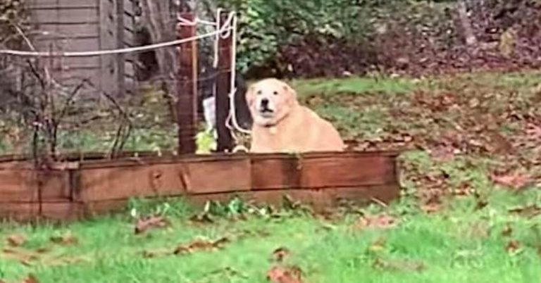 dog steals carrots