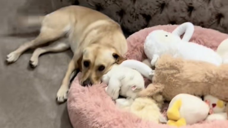 doris the labrador with her teddies