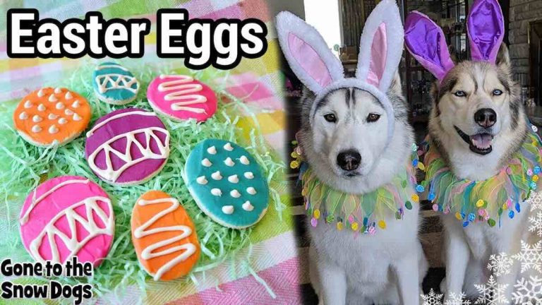 How to Make Easter Egg Cookies for Dogs