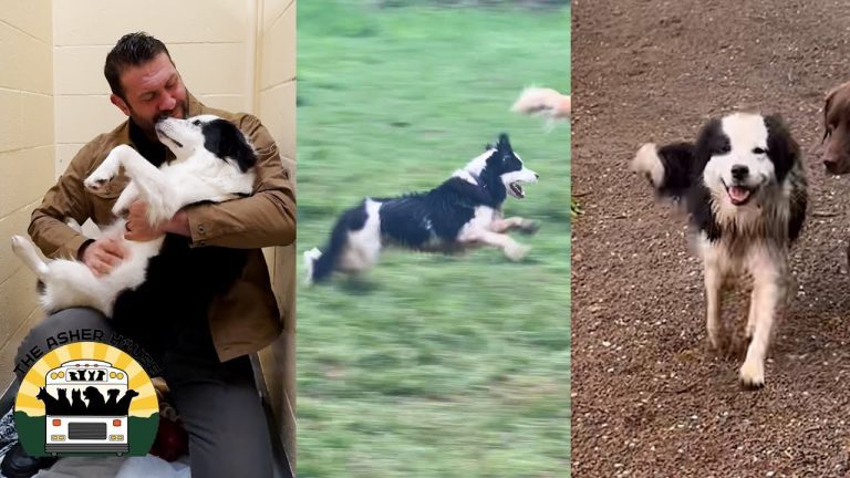 Rescue Dog With Severe Mobility Issues Now Thriving Thanks To Love And A Pack