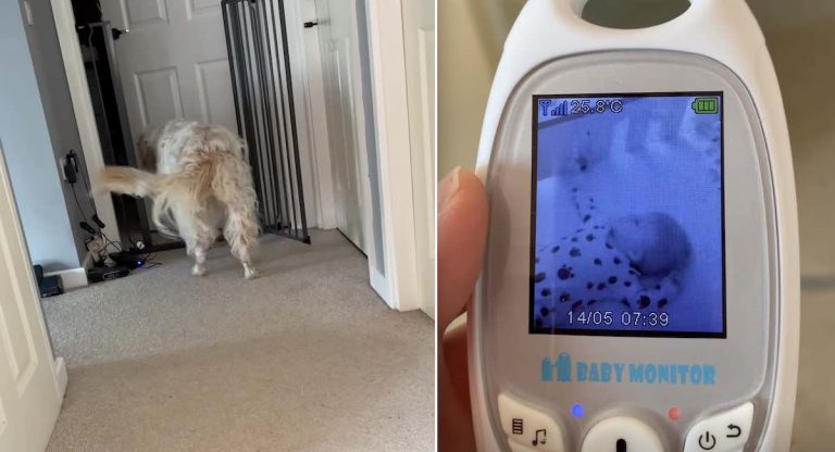 Dog Has One Adorable Job Every Morning — Check On The Baby