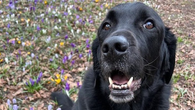 Rejected as a Guide Dog, This Pup Still Follows His Training in the Most Adorable Way