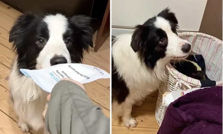 Border Collie helps around the house