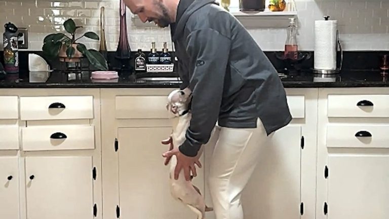Stray Chihuahua Was Rejected, But His Brave Heart Led Him To Love Again