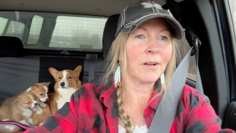 woman rescues corgis from puppy mill