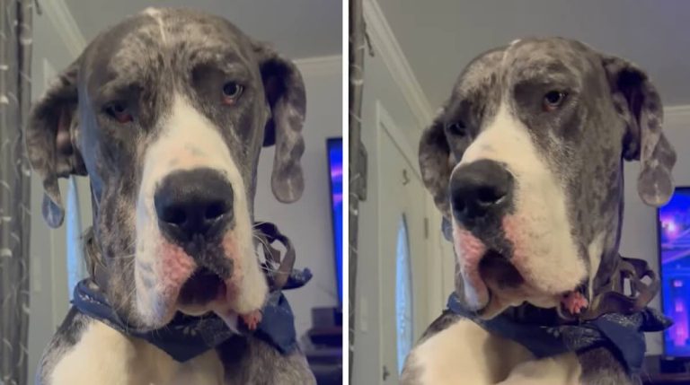 Great Dane Hilariously Tries to Hide Uncrustable He Stole