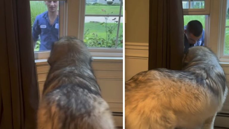 Big Guard Dog Turns To Mush When He Sees Who’s Coming Through The Window