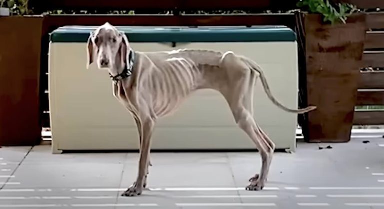 Dog Kept Losing Weight Until One Vet Solved the Mystery