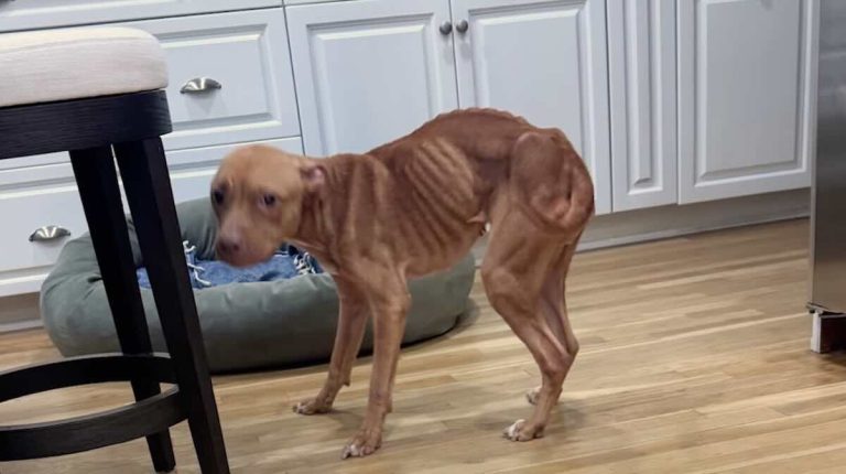 kiki the dog recovers