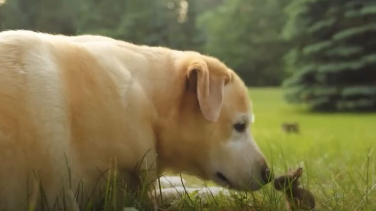 labrador meets baby bunny
