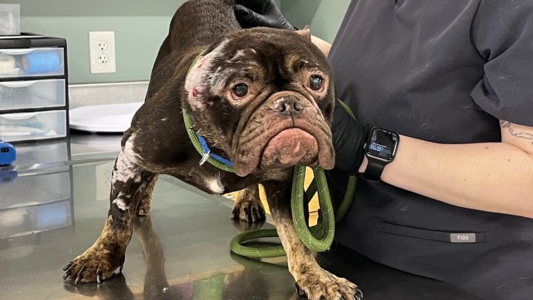 Dog Takes Big Steps Toward Healing As Authorities Continue Search For Abuser