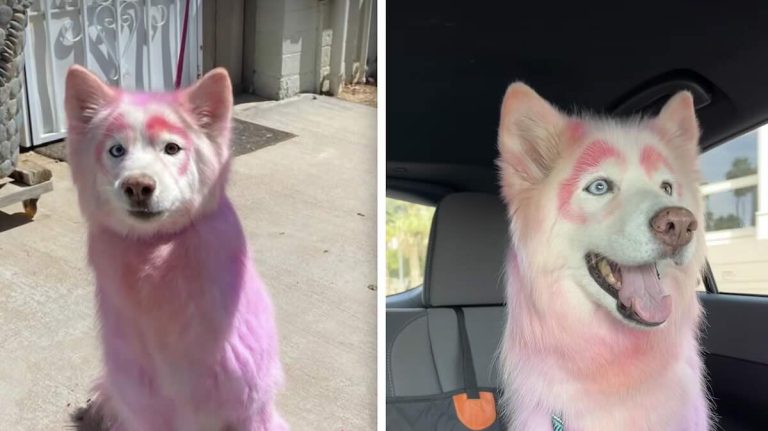 Luna the pink dog at Maricopa County Animal Care & Control
