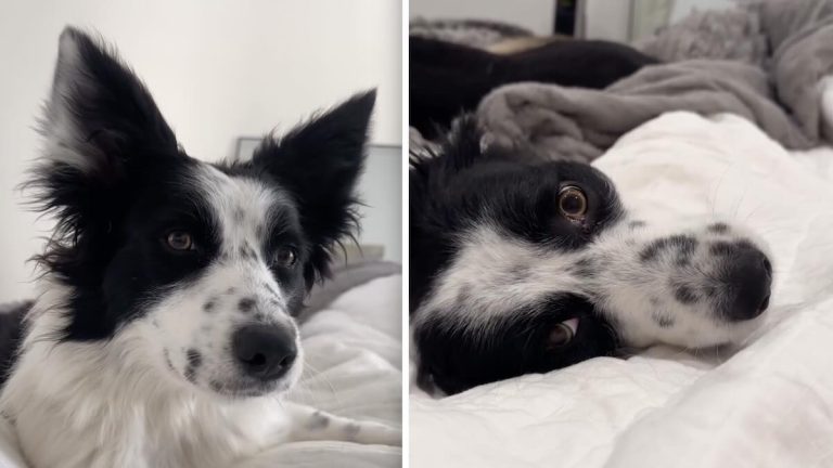 Rescued Border Collie’s Sleepy Awoos Are Melting Hearts Everywhere