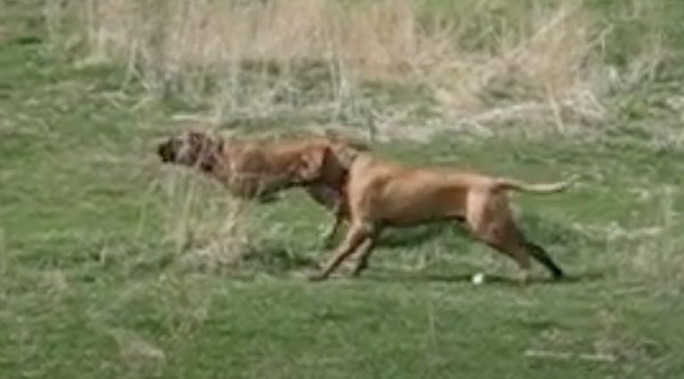 mastiffs encounter scary balloon