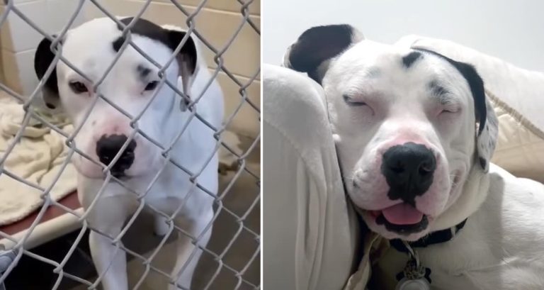 Stray Pittie Finds Home And Can’t Stop Hugging His Grandpawrents