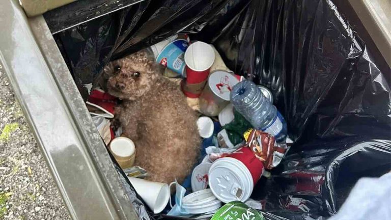 Couple Rescues Injured Toy Poodle From Trash — Now He’s Melting Community’s Hearts