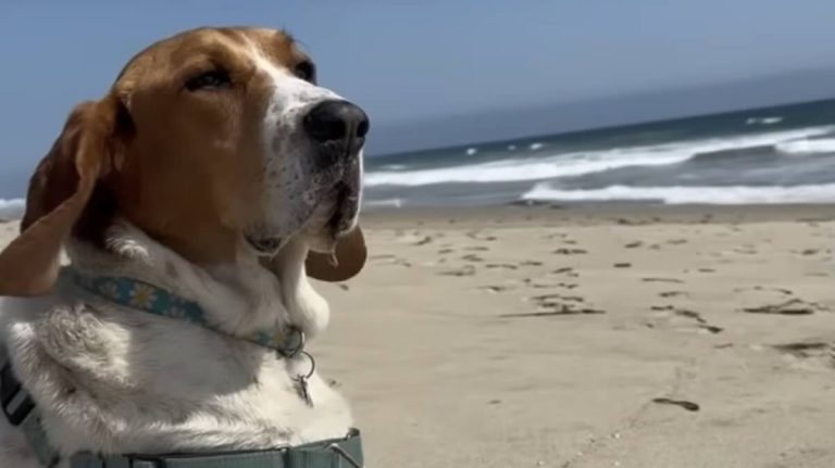 Otis the coonhound