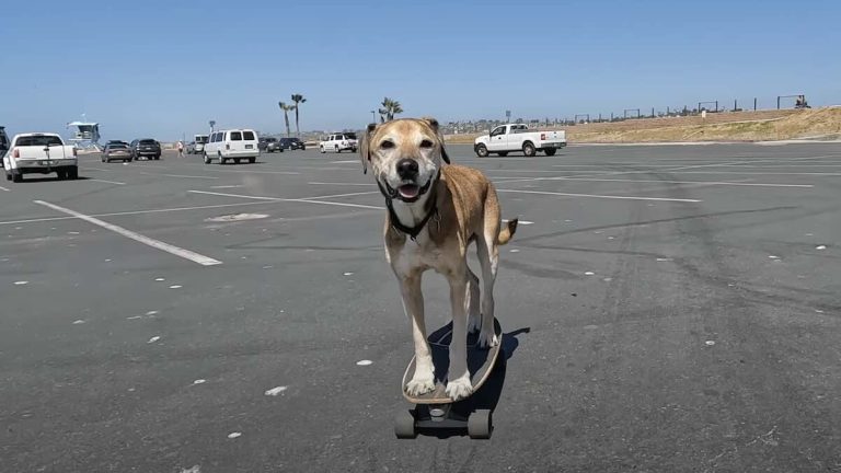 senior dog skateboarding